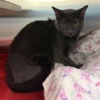 Klarice -  Domestic Short Hair Cat for Adoption in Bullhead City, Arizona - Klarice | PetCurious