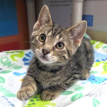 Almond -  Domestic Short Hair Cat for Adoption in Michigan City, Indiana - Almond | PetCurious