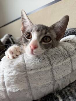 Baby Mouse -  Domestic Short Hair Cat for Adoption - Baby Mouse | PetCurious