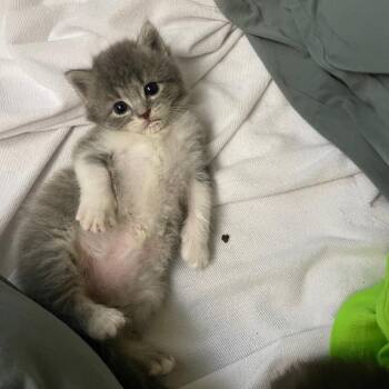 Mufasa -  Domestic Short Hair Cat for Adoption in Fort Lauderdale, Florida - Mufasa | PetCurious