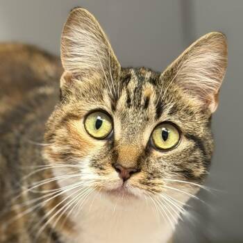 Lenina -  Domestic Short Hair Cat for Adoption in Norwalk, Connecticut - Lenina | PetCurious