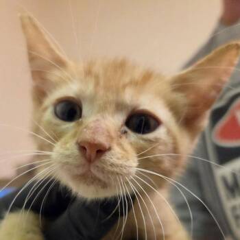 Fog Machine 31 -  Domestic Short Hair Cat for Adoption in Austin, Texas - Fog Machine 31 | PetCurious