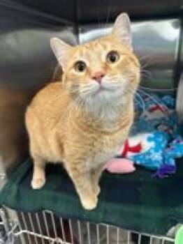 OJ -  Domestic Short Hair Cat for Adoption in Manitowoc, Wisconsin - OJ | PetCurious