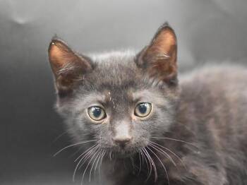 Spoon -  Domestic Short Hair Cat for Adoption in Portland, Oregon - Spoon | PetCurious