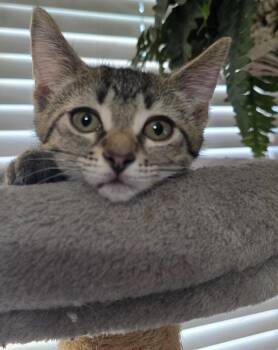 Hot Pants -  Domestic Short Hair Cat for Adoption in Hinckley, Illinois - Hot Pants | PetCurious