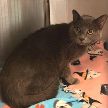 Rescue Domestic Short Hair Cats for Adoption in Austin, Texas - Dylan | PetCurious