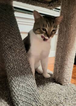 Soyer -  Domestic Short Hair Cat for Adoption in Augusta, Georgia - Soyer | PetCurious
