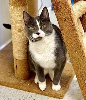Domestic Short Hair Cats Available for Adoption in Chester, New Jersey - Chester | PetCurious