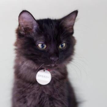 Speedy -  American Bobtail Cat for Adoption in Hot Springs, Arkansas - Speedy | PetCurious
