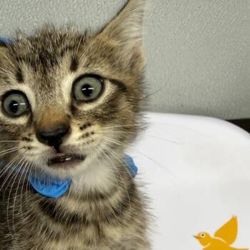 Freckles -  Domestic Short Hair Cat for Adoption in Tampa, Florida - Freckles | PetCurious