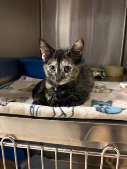 Domestic Short Hair Cats Available for Adoption in Ocala, Florida - Sad Eyes | PetCurious