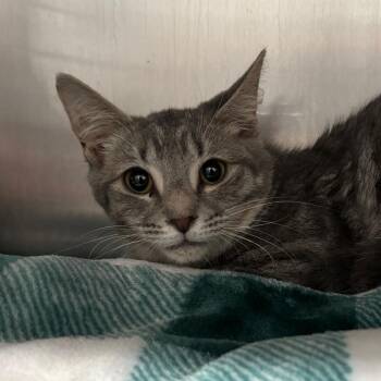 Marlowe -  Domestic Short Hair Cat for Adoption in Fairmont, West Virginia - Marlowe | PetCurious