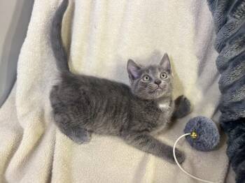 Mascot -  Russian Blue and Domestic Short Hair Cat for Adoption in Algood, Tennessee - Mascot | PetCurious