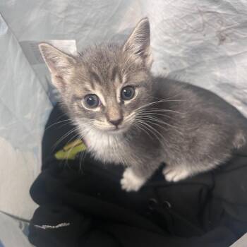 Bing -  Domestic Short Hair Cat for Adoption in Philadelphia, Pennsylvania - Bing | PetCurious