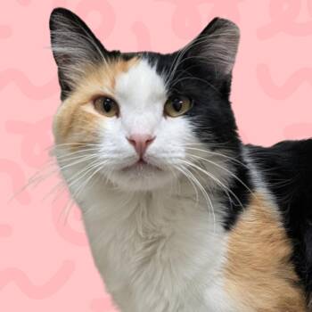 Monique -  Domestic Medium Hair Cat for Adoption in Reno, Nevada - Monique | PetCurious