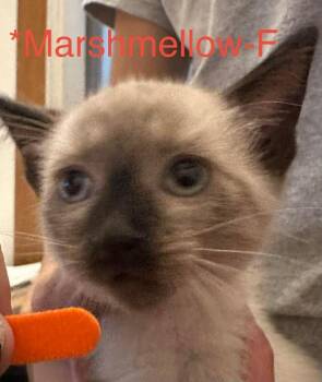 Marshmellow -  Domestic Short Hair Cat for Adoption in Cloquet, Minnesota - Marshmellow | PetCurious