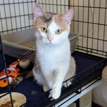 Rescue Domestic Short Hair Cats for Adoption - Baby Doll | PetCurious