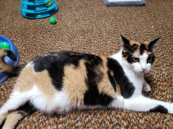 Rescue Calico Cats for Adoption in Somerset, Kentucky - Callie Anne C | PetCurious