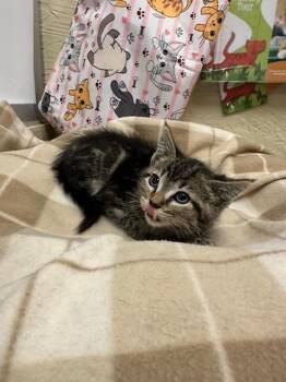 Tabby Cats Available for Adoption in Parlier, California - Jasper | PetCurious
