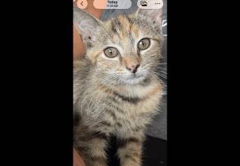 Violet -  Domestic Short Hair Cat for Adoption in Sneads Ferry, North Carolina - Violet | PetCurious