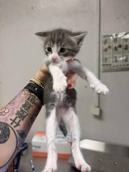 Domestic Medium Hair Cats Available for Adoption in San Bernardino, California - A592739 | PetCurious