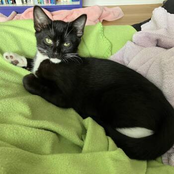 Klaus Baudelaire -  Domestic Short Hair Cat for Adoption in Chicago, Illinois - Klaus Baudelaire | PetCurious