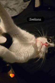 Domestic Short Hair Cats Available for Adoption - Svetlana | PetCurious