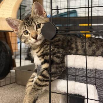 Oak -  Domestic Short Hair Cat for Adoption in Fairway, Kansas - Oak | PetCurious