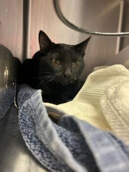 Rescue Domestic Short Hair Cats for Adoption in Savannah, Georgia - Nox | PetCurious