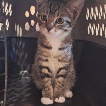 Thunder -  Domestic Short Hair Cat for Adoption in Grantsville, Utah - Thunder | PetCurious