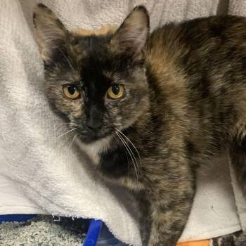 Rescue Domestic Short Hair Cats for Adoption - Xena | PetCurious