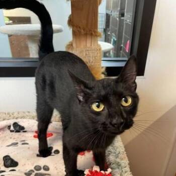 Blackie -  Domestic Short Hair Cat for Adoption in Rochester, Minnesota - Blackie | PetCurious