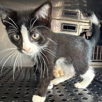 Dill -  Domestic Short Hair Cat for Adoption in Goshen, Indiana - Dill | PetCurious