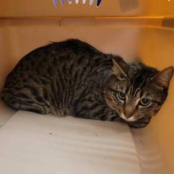 King Boo -  Domestic Short Hair Cat for Adoption in Cedar Rapids, Iowa - King Boo | PetCurious