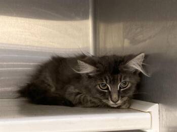PARTY CAT -  Domestic Medium Hair Cat for Adoption in Tustin, California - PARTY CAT | PetCurious
