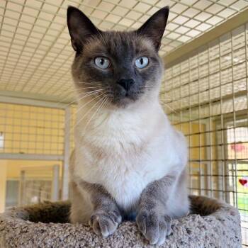 Mario -  Siamese Cat for Adoption in Kerrville, Texas - Mario | PetCurious