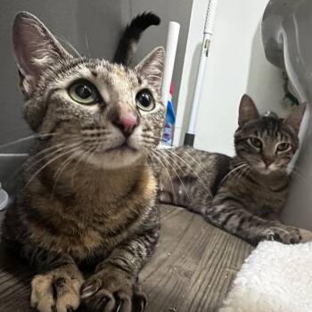 Tanuki (bonded with Kitsune) -  Domestic Short Hair Cat for Adoption in San Francisco, California - Tanuki (bonded With Kitsune) | PetCurious