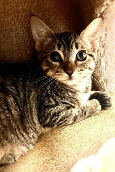 Kitten Elody -  Domestic Short Hair Cat for Adoption in Seal Beach, California - Kitten Elody | PetCurious