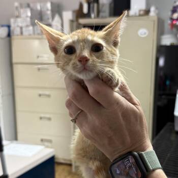 Kind Kevin -  Tabby and Domestic Short Hair Cat for Adoption in Columbia, South Carolina - Kind Kevin | PetCurious
