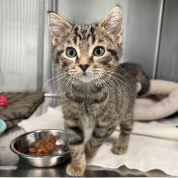 Wobble -  Domestic Short Hair Cat for Adoption in Clavet, Saskatchewan - Wobble | PetCurious