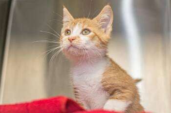 A1269652 -  Domestic Short Hair Cat for Adoption in Charlotte, North Carolina - A1269652 | PetCurious