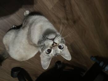 Rescue Siamese Cats for Adoption in Seattle, Washington - Carrie | PetCurious