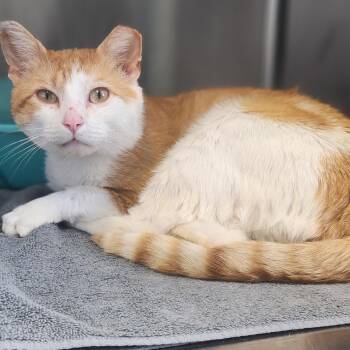 Henry -  Domestic Short Hair Cat for Adoption in Fairfax, Virginia - Henry | PetCurious
