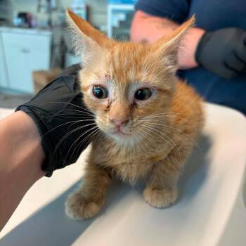 Percy -  Domestic Short Hair Cat for Adoption in Huntington, West Virginia - Percy | PetCurious