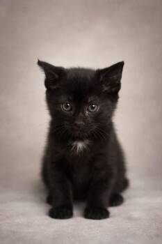 Domestic Short Hair Cats Available for Adoption - Pazo | PetCurious