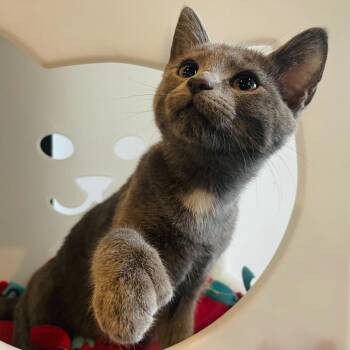 Domestic Short Hair Cats Available for Adoption in Stokesdale, North Carolina - Hummingbird | PetCurious