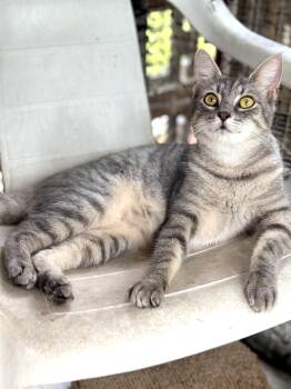 Grey Mist -  Domestic Short Hair Cat for Adoption in Homestead, Florida - Grey Mist | PetCurious