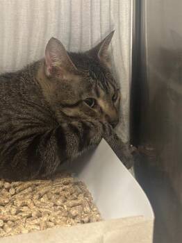 PARCHA -  Domestic Short Hair Cat for Adoption in Indianapolis, Indiana - PARCHA | PetCurious