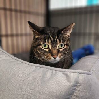 Domestic Short Hair Cats Available for Adoption in Davenport, Iowa - Boujie Milo | PetCurious