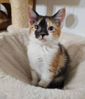 Malibu -  Calico Cat for Adoption - Malibu | PetCurious